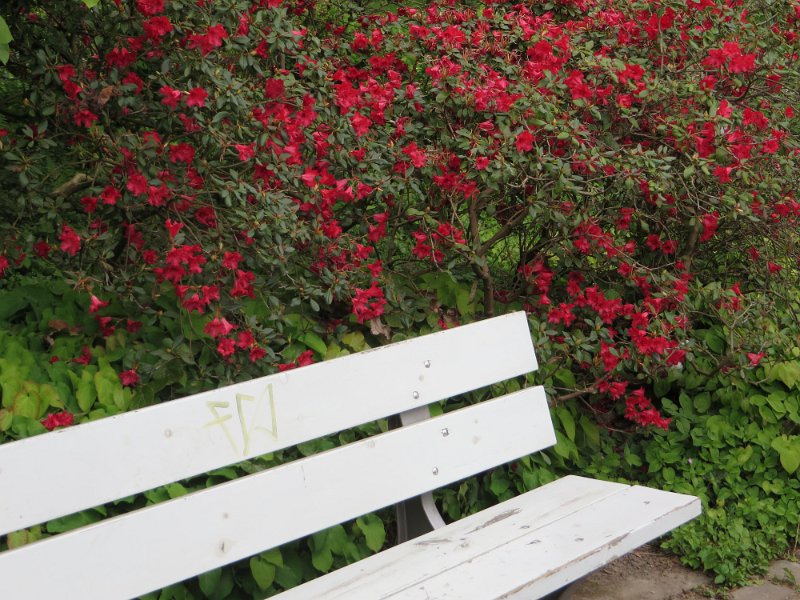 Rhododendron inpiditum (4)